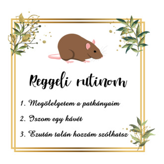 Reggeli rutin (patkány)